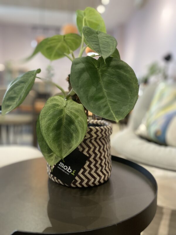 syngonium frosted heart 9575