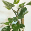 gg 05 philodendron white knight 9563