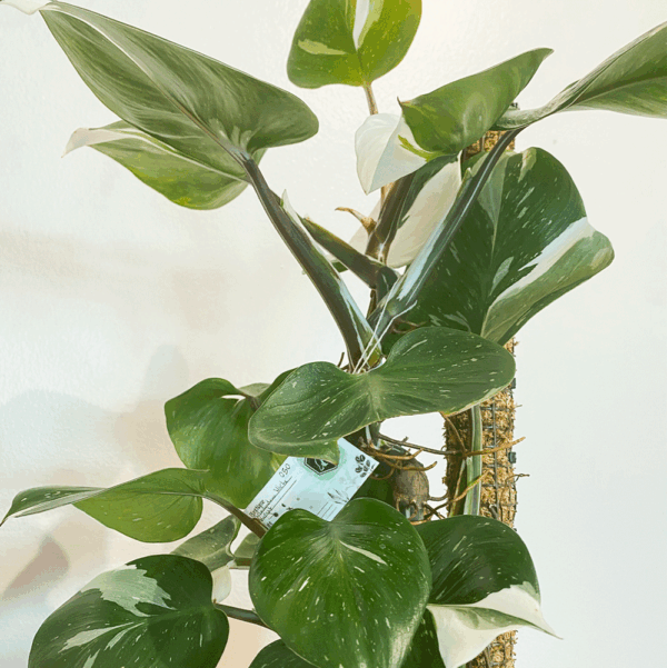 gg 05 philodendron white knight 9563