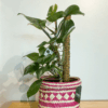 gg 06 philodendron white knight 9562