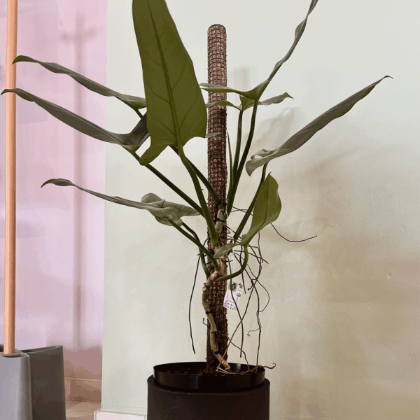 gg 07 philodendron silver sword xl 9879