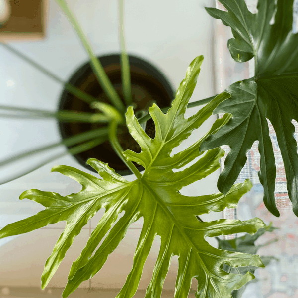 gg 08 philodendron shangri la 9594