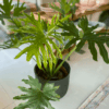 gg 09 philodendron shangri la 9590