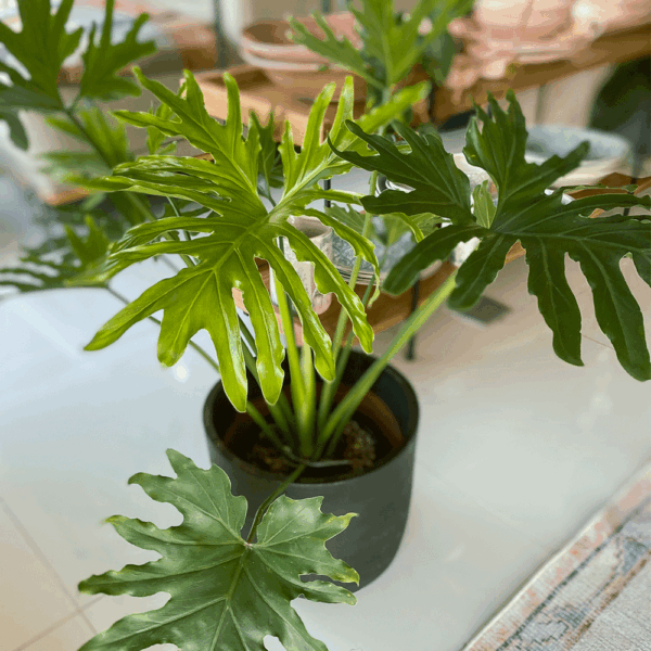 gg 09 philodendron shangri la 9590