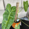 gg 10 philodendron paraíso verde 9607
