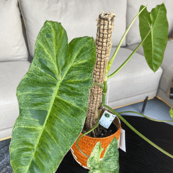 gg 10 philodendron paraíso verde 9607