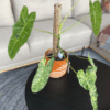 gg 12 philodendron paraíso verde 9601