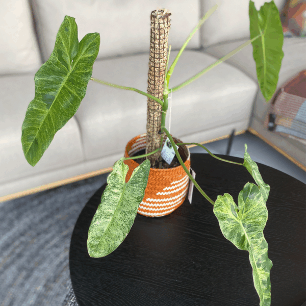 gg 12 philodendron paraíso verde 9601