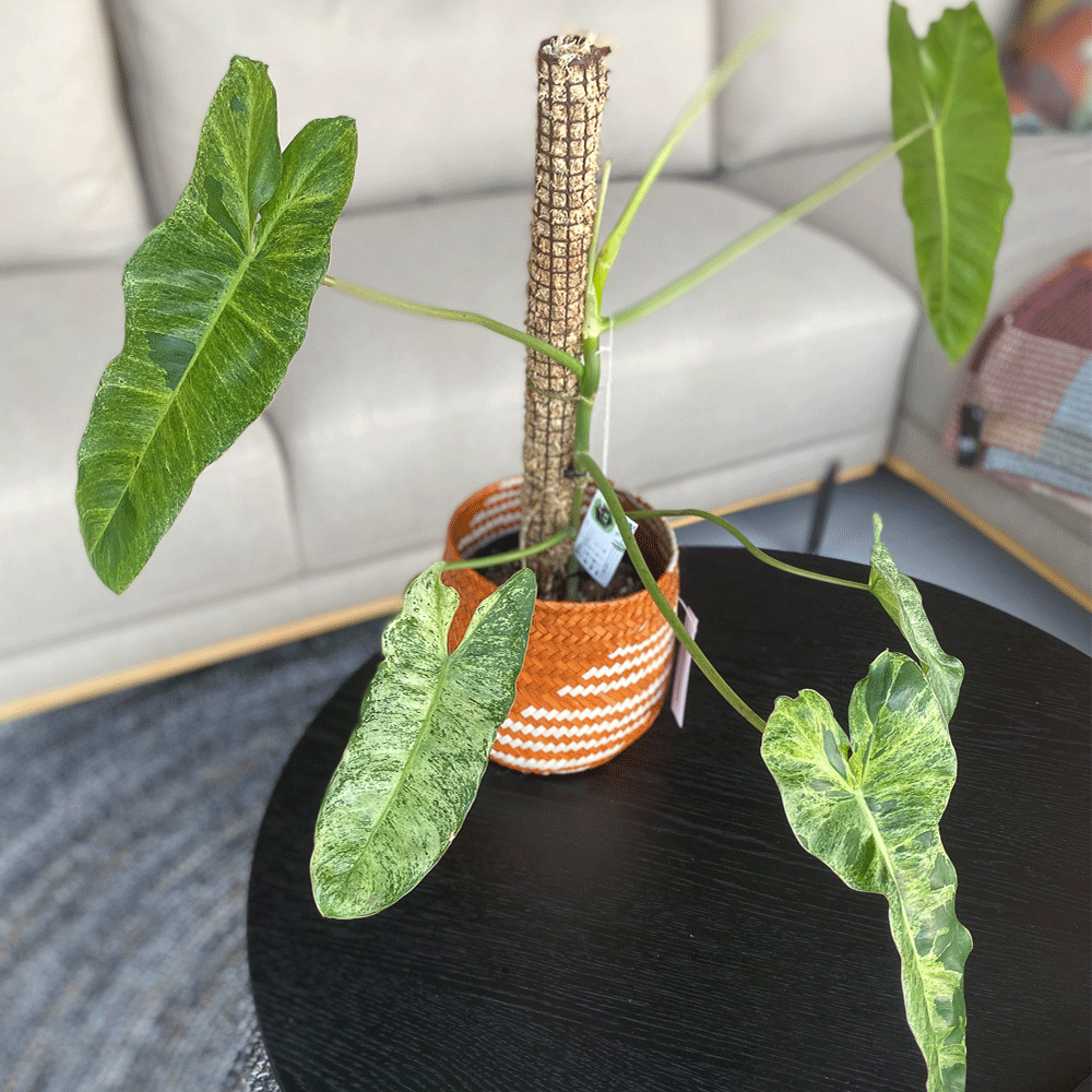 gg 12 philodendron paraíso verde 9601