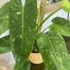 gg 14 philodendron josé buono 9553