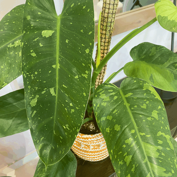 gg 14 philodendron josé buono 9553