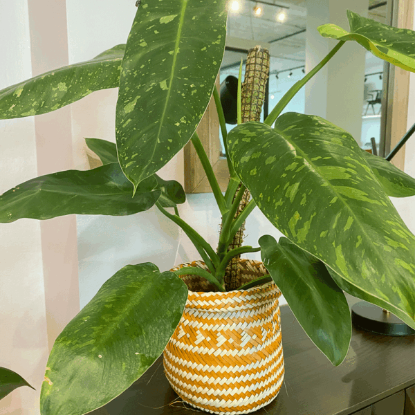 gg 15 philodendron josé buono 9550