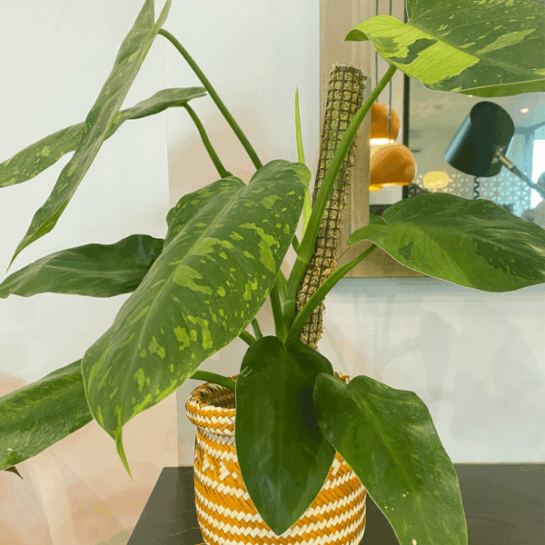 gg 16 philodendron josé buono 9549