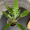 gg 18 philodendron green narrow 9538