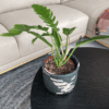 gg 19 philodendron green narrow 9534