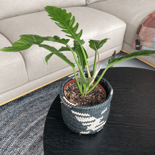 gg 19 philodendron green narrow 9534