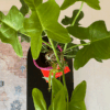 gg 20 philodendron golden violin 9525