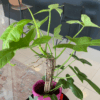 gg 21 philodendron golden violin 9524