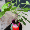 gg 22 philodendron golden violin 9520