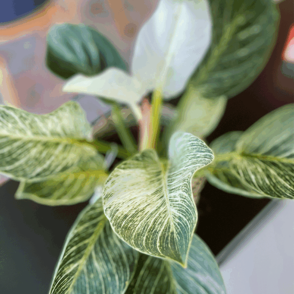 gg 23 philodendron birkin 00m 009597