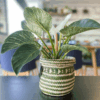 gg 24 philodendron birkin 00m 009596