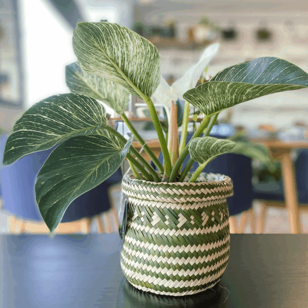 gg 24 philodendron birkin 00m 009596