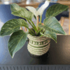 gg 25 philodendron birkin 00m 009595