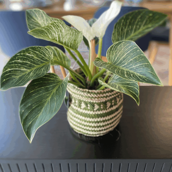 gg 25 philodendron birkin 00m 009595