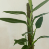 gg 26 monstera standleyana cobra albo 9559