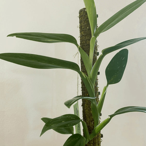 gg 26 monstera standleyana cobra albo 9559