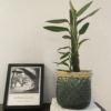gg 28 monstera standleyana cobra albo 9555