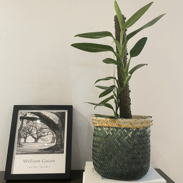 gg 28 monstera standleyana cobra albo 9555