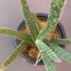 gg 29 gasteria acinacifolia 9613