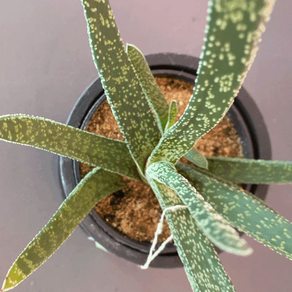 gg 29 gasteria acinacifolia 9613