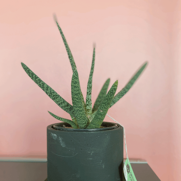 gg 30 gasteria acinacifolia 9611
