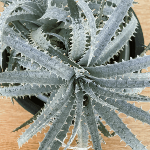 gg 36 dyckia white 9621