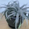 gg 37 dyckia white 9618