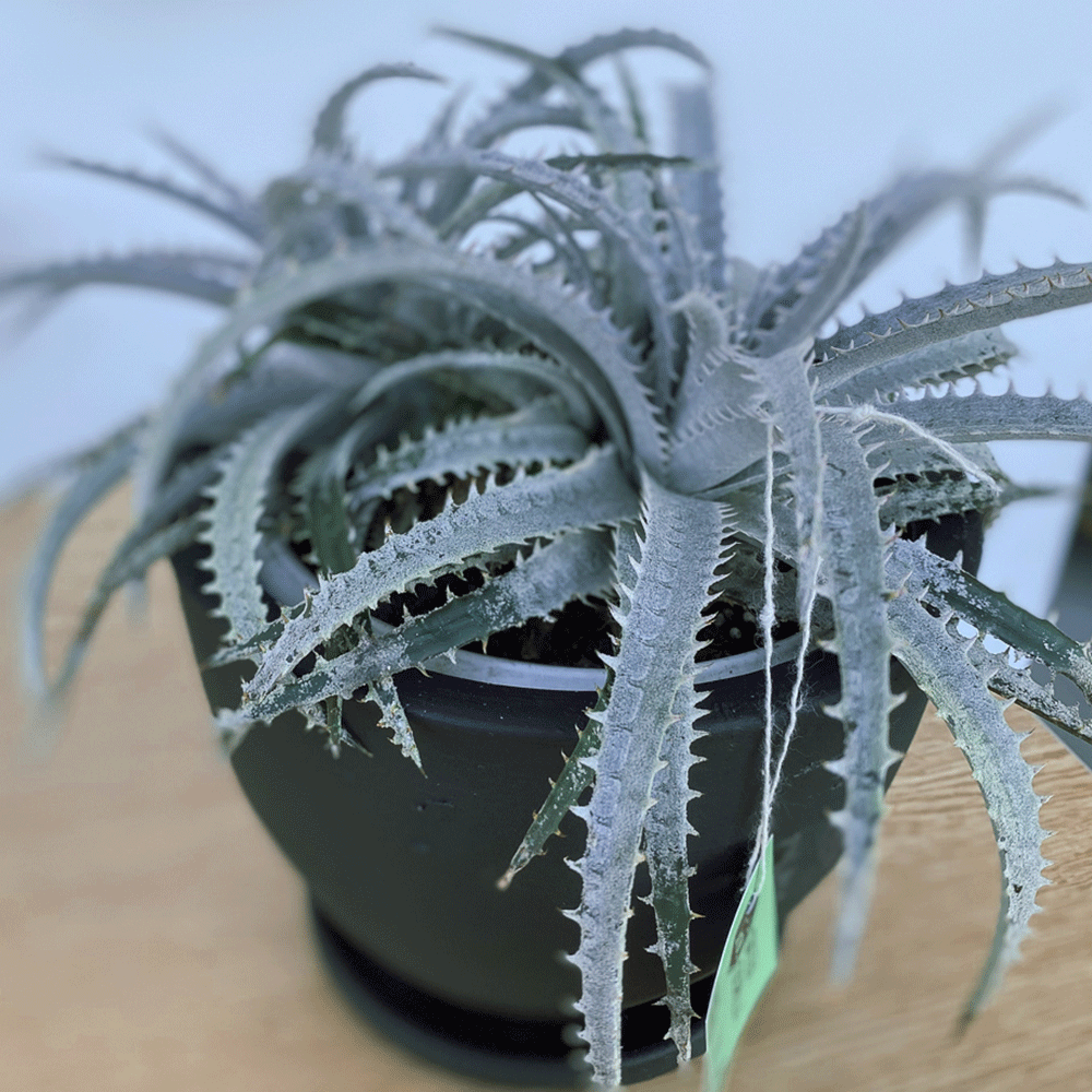 gg 37 dyckia white 9618