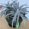 gg 38 dyckia white 9616