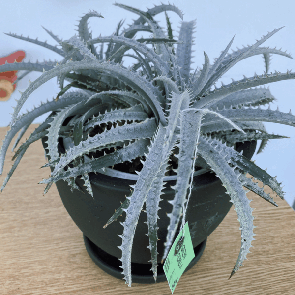 gg 38 dyckia white 9616