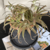 gg 39 dyckia red 9547