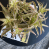 gg 40 dyckia red 9544