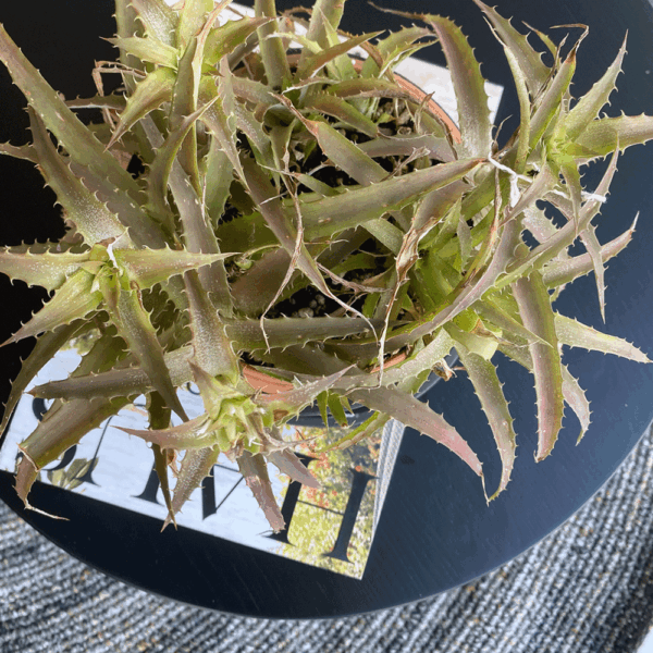 gg 40 dyckia red 9544