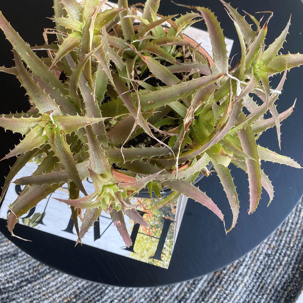 gg 40 dyckia red 9544