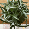 gg 41 dyckia green 9513