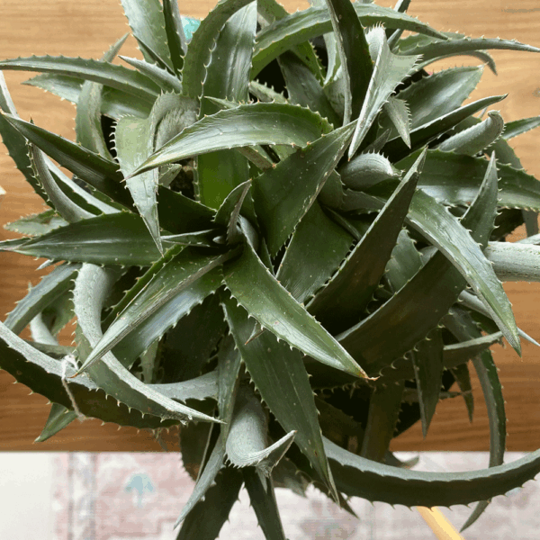 gg 41 dyckia green 9513