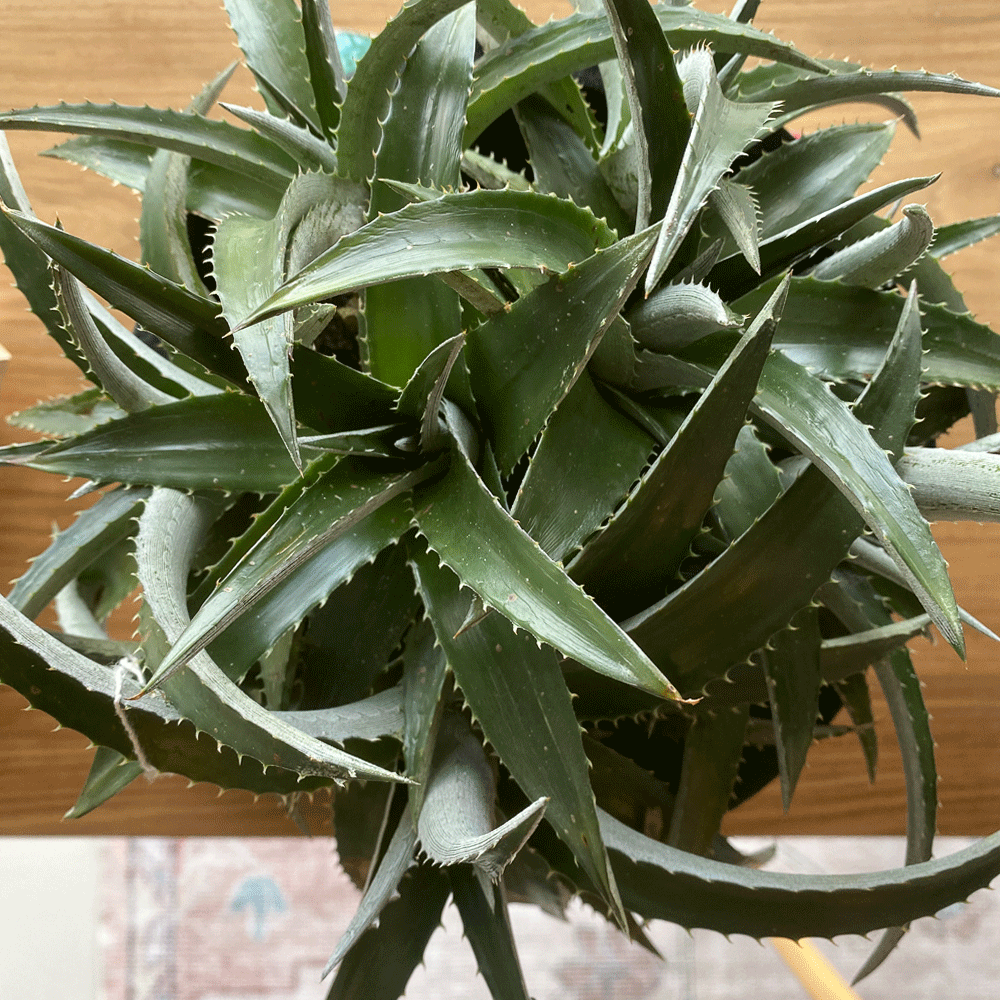 gg 41 dyckia green 9513