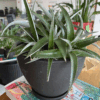 gg 42 dyckia green 9511