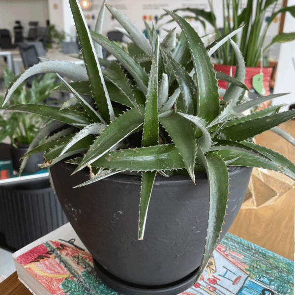gg 42 dyckia green 9511