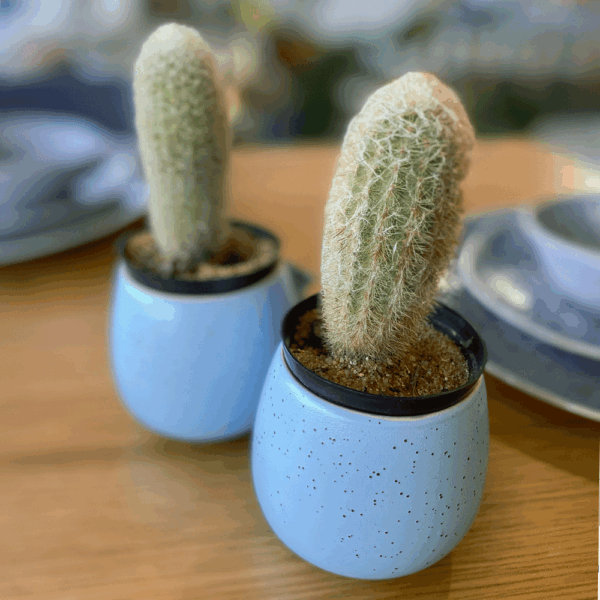 gg 43 cephalocereus senilis + ceramic pot 9588